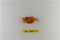 藏品(拉氏清溪蟹)的圖片